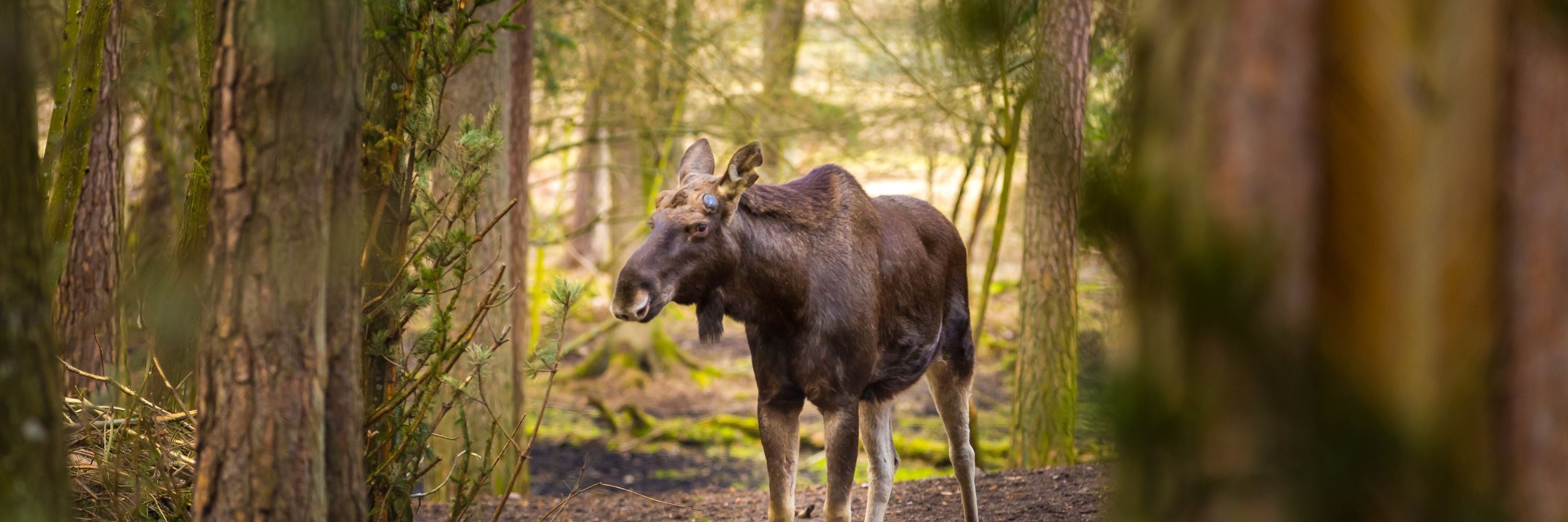 Cadeaux pour chasseurs et chasseuses