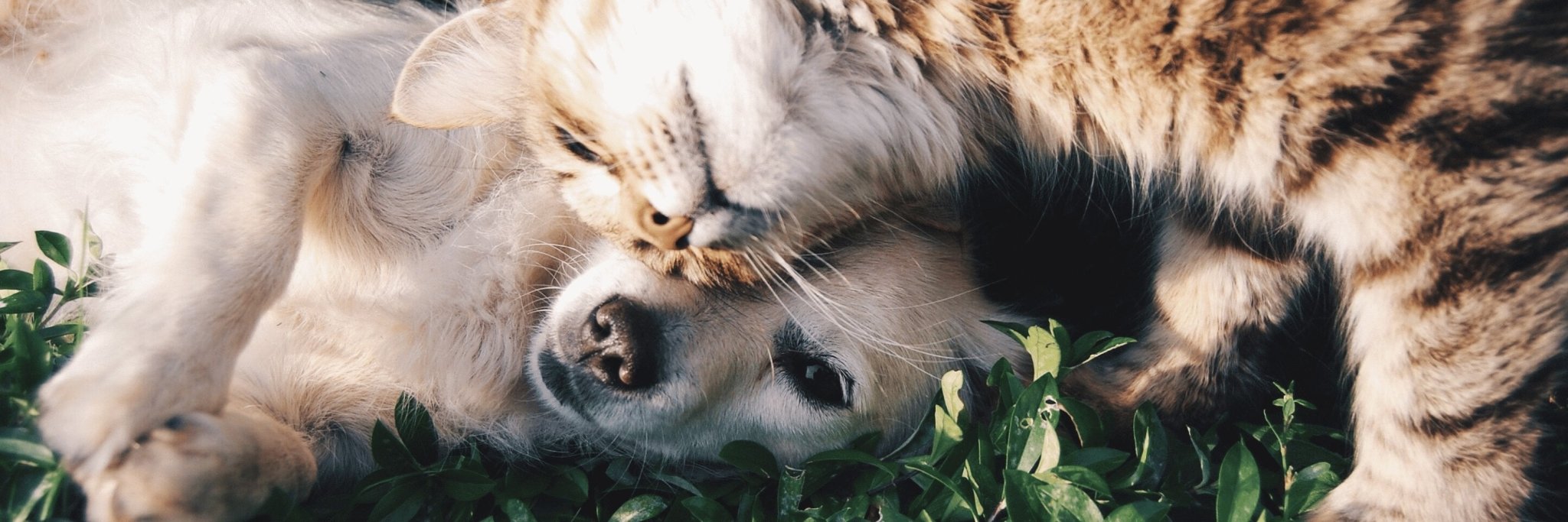 Animaux - www.boisfranck.com