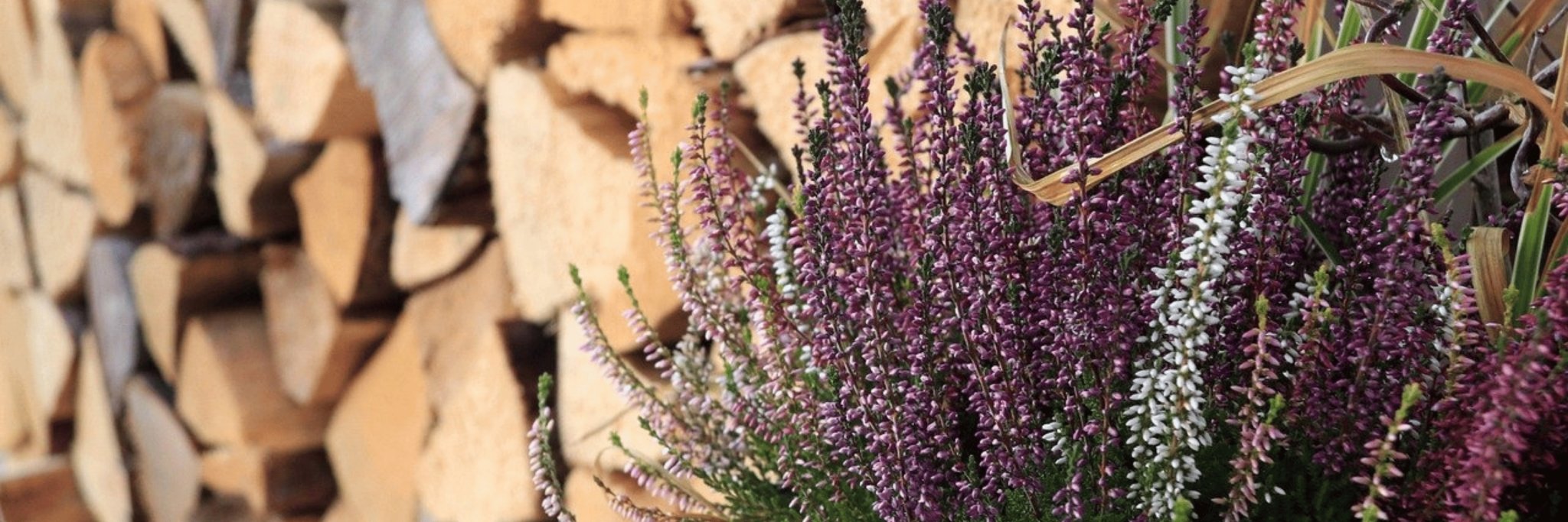 photo de buches de bois