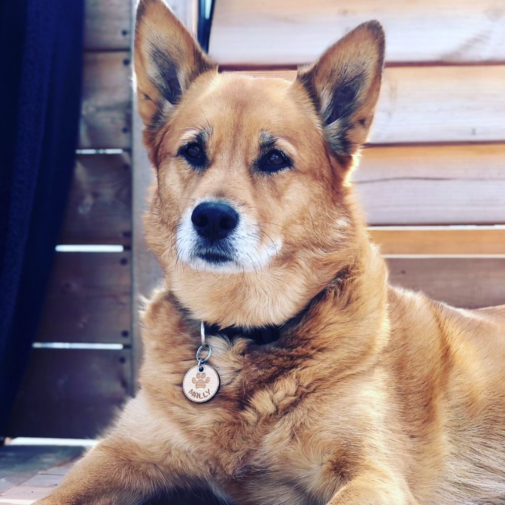 Médaille pour chien personnalisé en bois